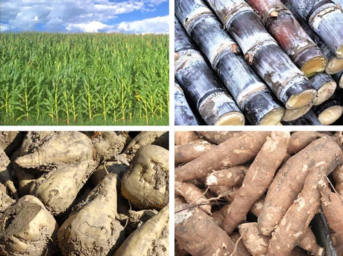 4 images of corn, cassava, sugar cane, and beets