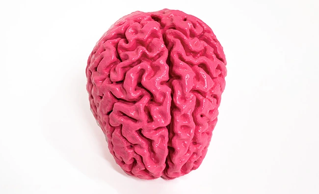 a pink brain on a white background