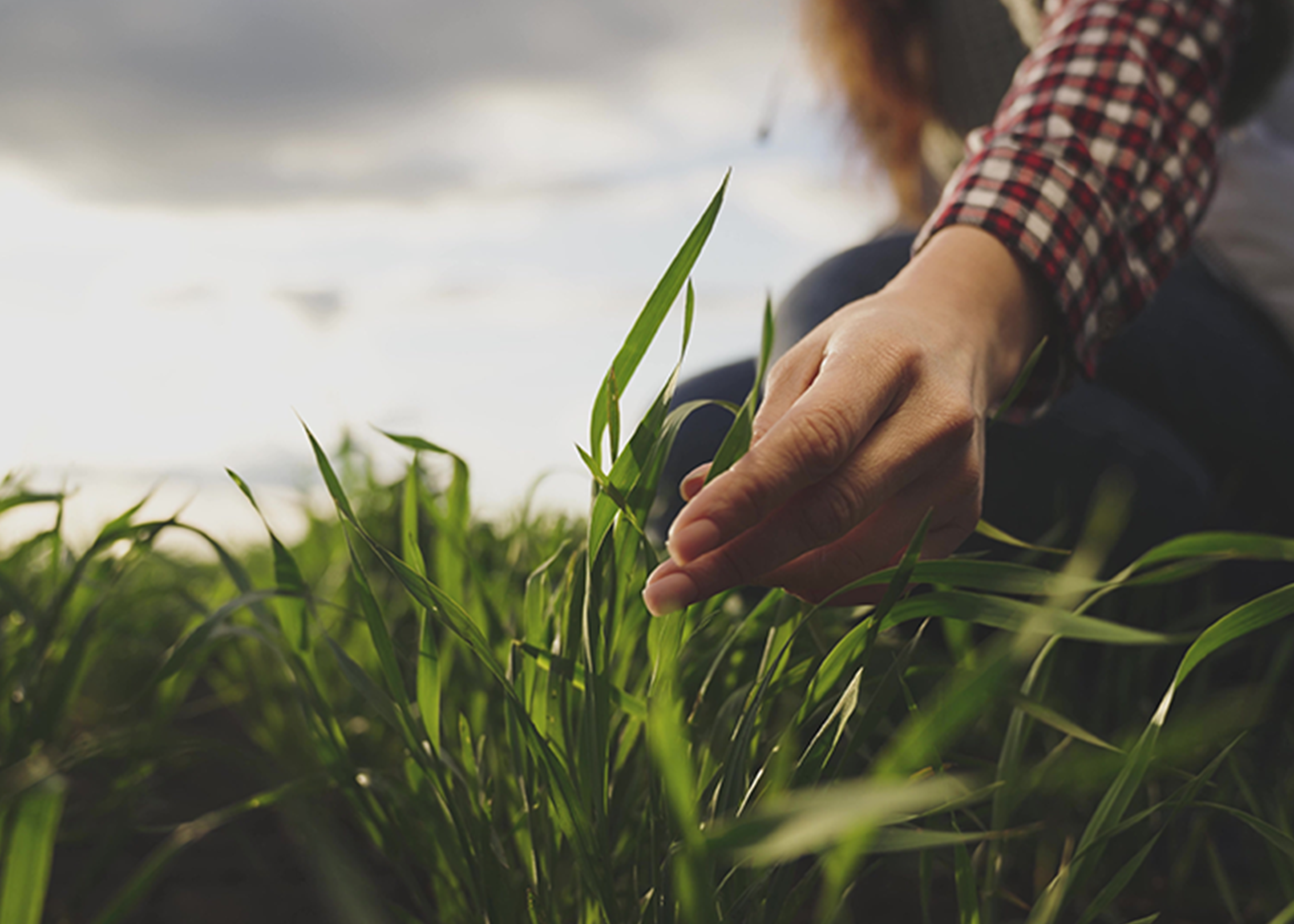 a person touching a plant