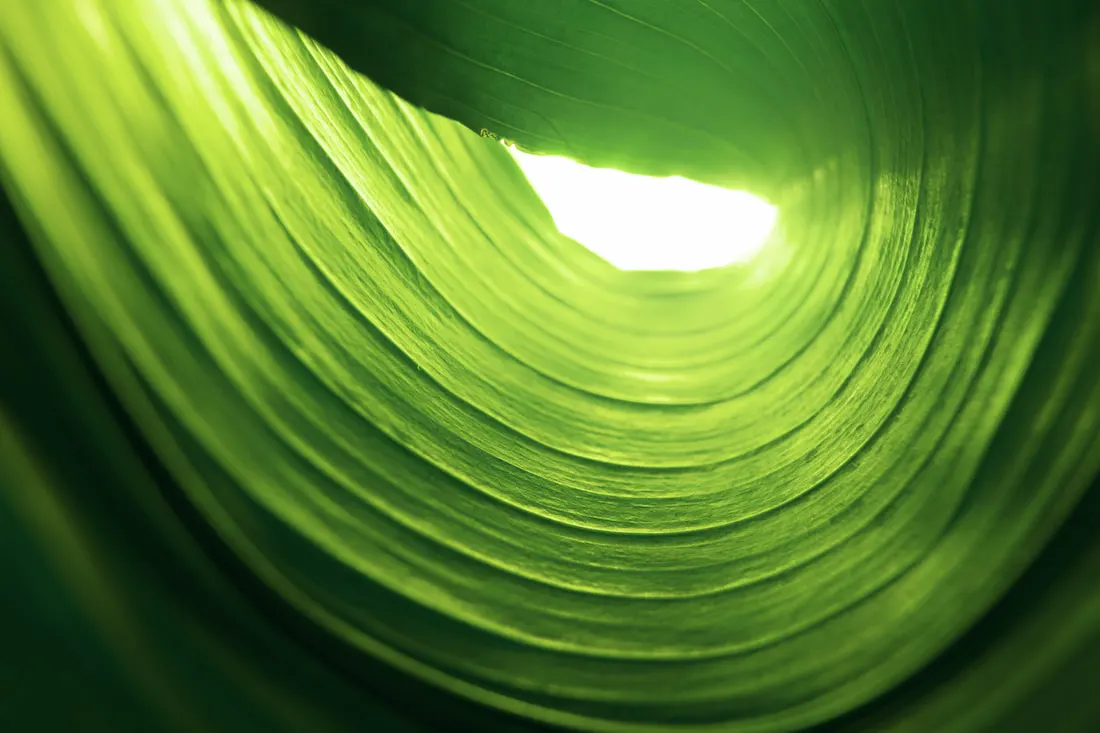 a close up of a green leaf