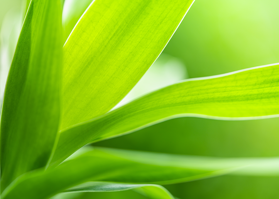 close up of a green leaf
