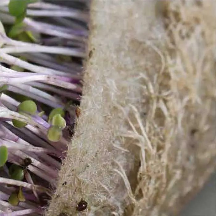 a close up of a plant