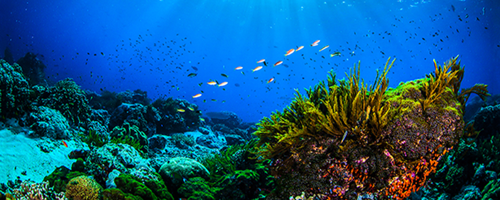 a group of fish swimming in the ocean