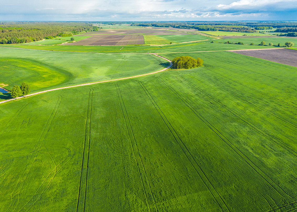 a large green field with trees