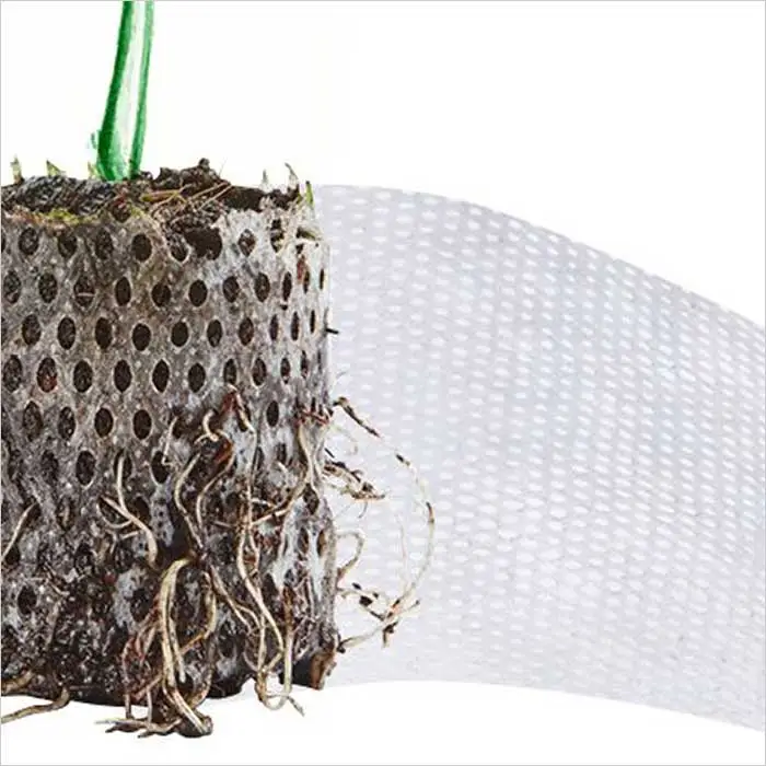 a close up of a plant