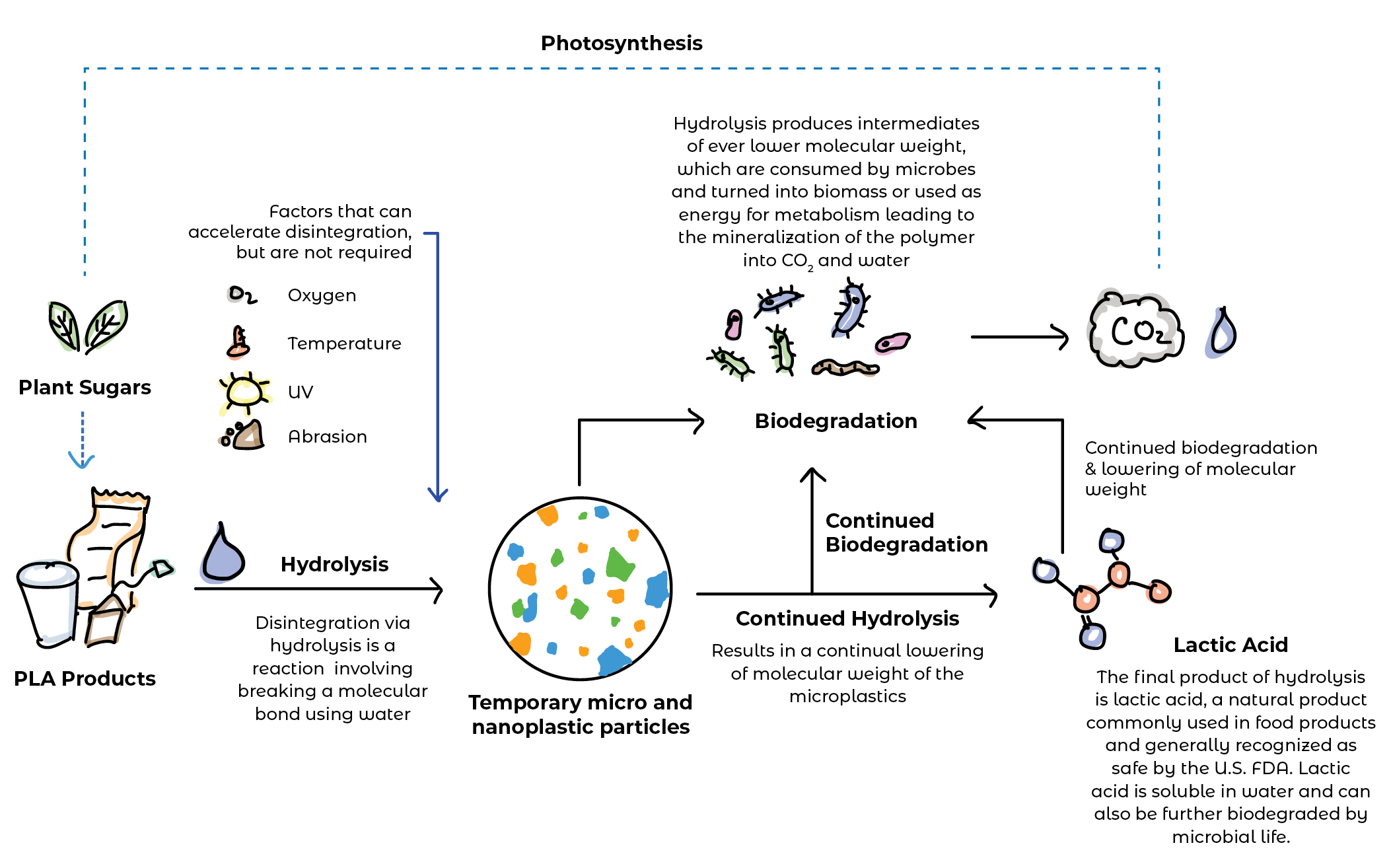 Photosynthesis_png