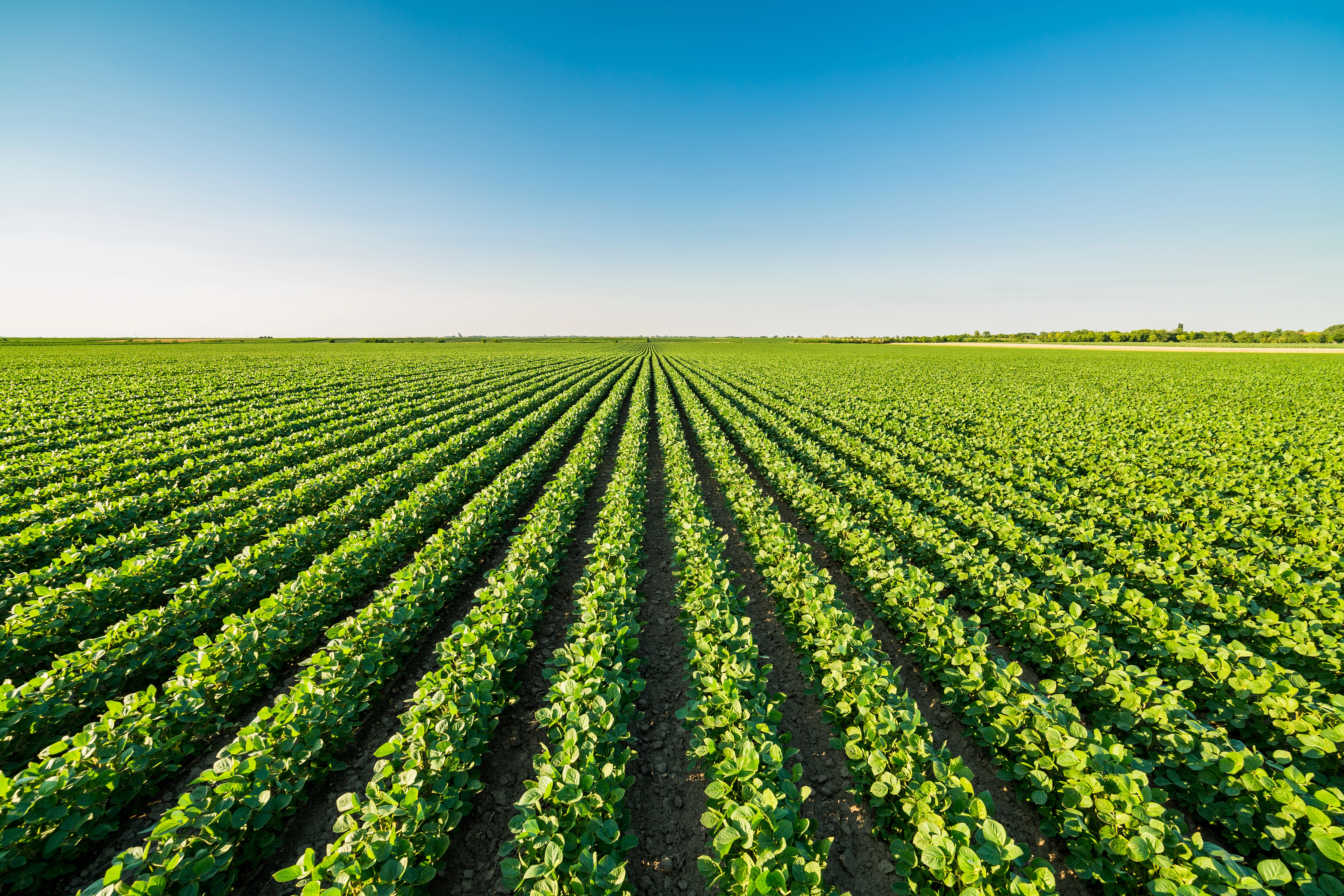 rows of green plants