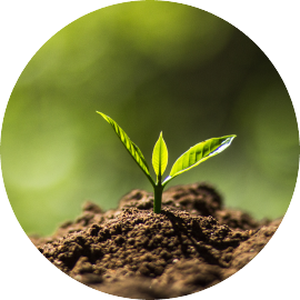 plant sprouting out of soil