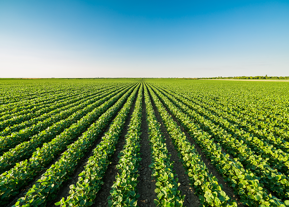 rows of green plants