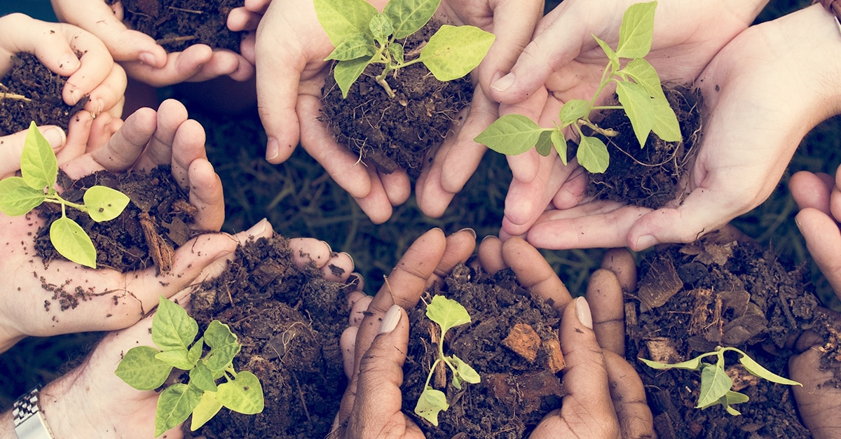 hands holding dirt and plants