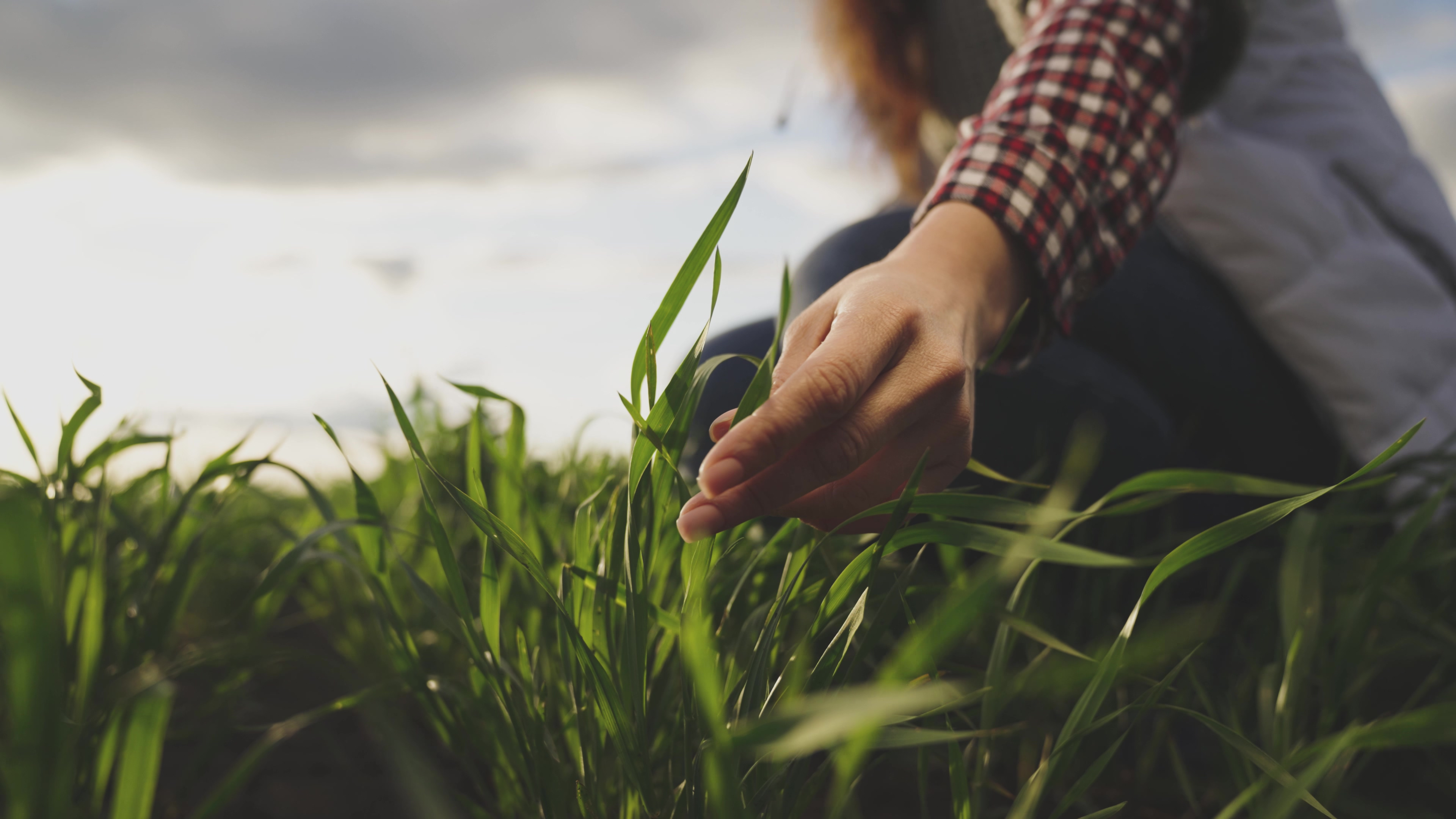 a person touching a plant